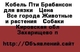 Кобель Пти Брабансон для вязки › Цена ­ 30 000 - Все города Животные и растения » Собаки   . Кировская обл.,Захарищево п.